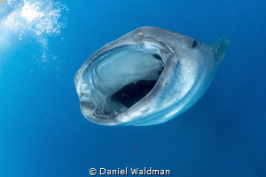 Whale Shark , Mouth Open by Daniel Waldman 